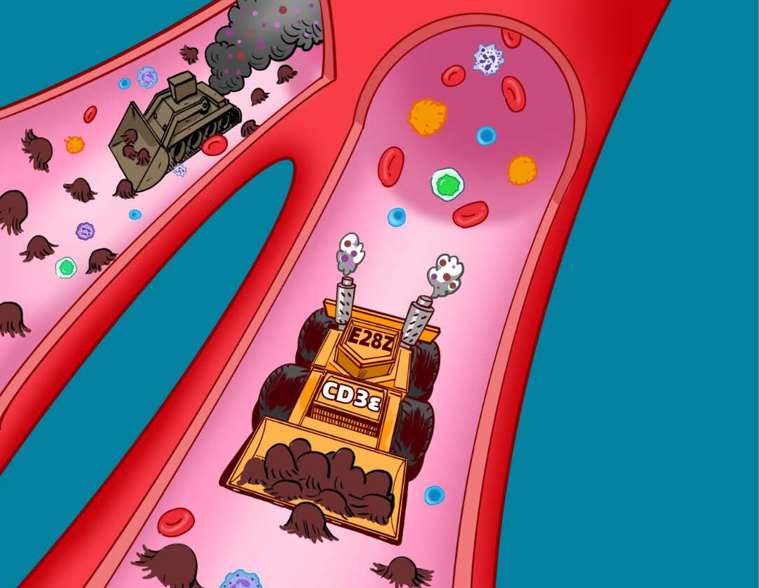 中國科學家發(fā)現(xiàn)CAR-T細胞治療新方法